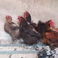 جوجه خروس ومرغ چاق محلی شهر زرقانم