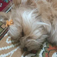 سگ پاکوتاه شتیزو فلت