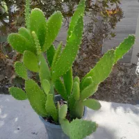 کاکتوس زبان مادرشوهر|گل و گیاه طبیعی|تهران, سلسبیل جنوبی|دیوار