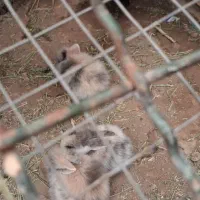 خرگوش لوپ|موش و خرگوش|قم, بنیاد|دیوار