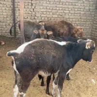 گوساله نر درجه یک میانگین۱۰۰کیلو