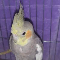 عروس هلندی پیدا شده|پرنده|شیرود, |دیوار