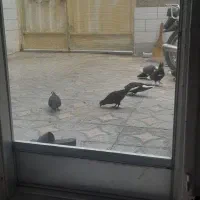 ۷ تا کفتر