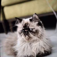 گربه پرشین سوپرفلدماده