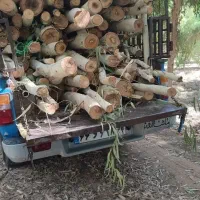 چوب|خدمات باغبانی و درختکاری|شوش, |دیوار