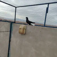 کبوتر.
