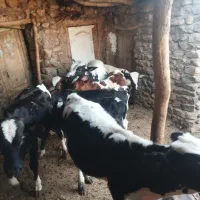 7راس گوساله ینجه خور حدود 100کیلو سالم