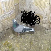 کبوتر|پرنده|مشگین شهر, |دیوار