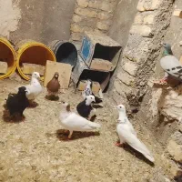کفتر