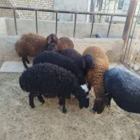 بره نرو ماده مهربان