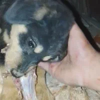 روتوایلر رایگان