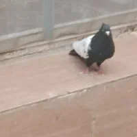 کفتر