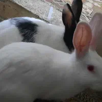 دوتا خرگوش سفید و سیاه و سفید ماده بالغ|موش و خرگوش|محمدشهر, کوی بهار|دیوار