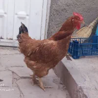 ۳۰۰ هزار تومان|حیوانات مزرعه|سبزوار, ابارش|دیوار