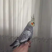 عروس هلندی|پرنده|شاهدشهر, |دیوار