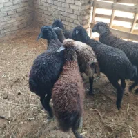 بره بره