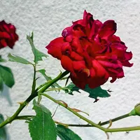 ۰۹۱۱۱۱۱۴۳۷۰ فروش سیم کارت رند