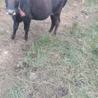 فروش گاو لیشه