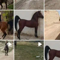 اجاره اسب جهت کاروان