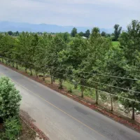 مغازه-فومن-کمربندی-شکوری-مغابل-بازار-روز