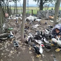 سلام تمام حیوانات با قیمت مناسب به فروش میرسد|حیوانات مزرعه|شلمان, |دیوار