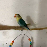 کوتوله برزیلی طوطی برزیلی ماده