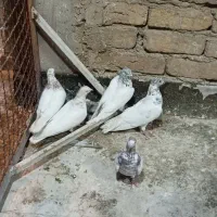 کبوتر کلی