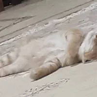 گربه گم شده