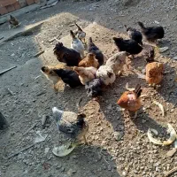 فروش مرغ و خروس محلی