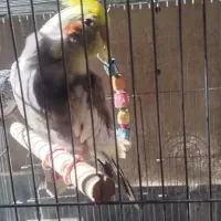 عروس هلندی|پرنده|قرچک, زیبا شهر|دیوار