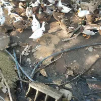 فروش اردک پروازی نر و ماده|حیوانات مزرعه|لاهیجان, بازکیاگوراب|دیوار