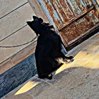 ژرمن شولاین بلک کینگ