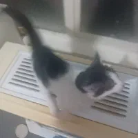 بچه گربه سه ماهه ماده