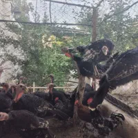 فروش بوغلمون