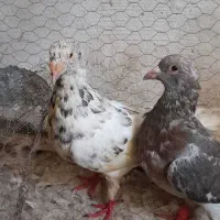 کفتر زرد سرخ سبز سار کله هما|پرنده|تربت‌حیدریه, نواب صفوی|دیوار