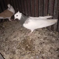 طوقی،کله ابر،گوک