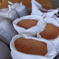 بذر گندم خارجی 40تن
