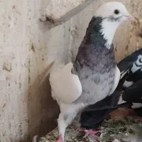 کفتر   طوقی غریب گیری