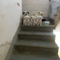 سگ های شیتزو|سگ|خمینی‌شهر, |دیوار