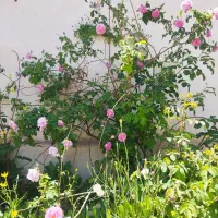 باغ-و-ویلا