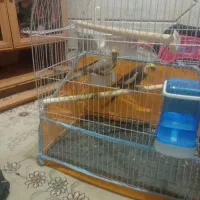 یک جفت عروس هلندی آماده تخم گذاری