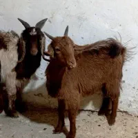 بز.غاله نرو ماده|حیوانات مزرعه|قم, تعویض پلاک|دیوار