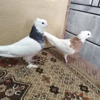 کبوتر یه جفت طوقی پاک
