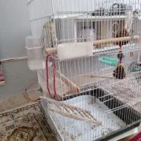 عروس هلندی سخنگو|پرنده|پردیس, فاز ۲|دیوار