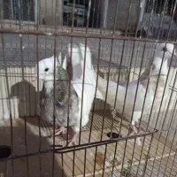 کفتر طوقی|پرنده|تهران, مرادآباد|دیوار