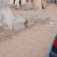 سگ سرابی|سگ|شادیان, |دیوار