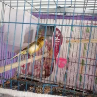 یک عدد قناری نر بخون