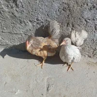 مرغ و خروس و جوجه جاپنیز ریز جثه|حیوانات مزرعه|اردبیل, |دیوار