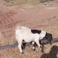 سلام بزغاله نر درجه یک داشتی|حیوانات مزرعه|قصرشیرین, |دیوار