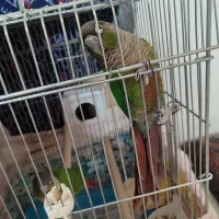 جفت گرینچیک گیرینچیک یلوساید